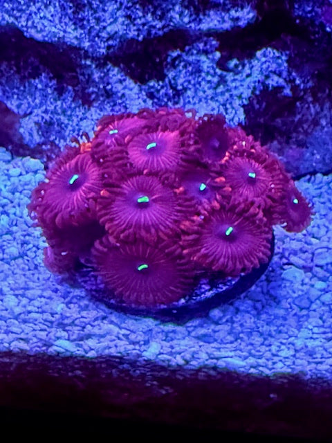 People Eater Zoas