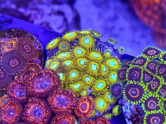 Pikachu Zoas