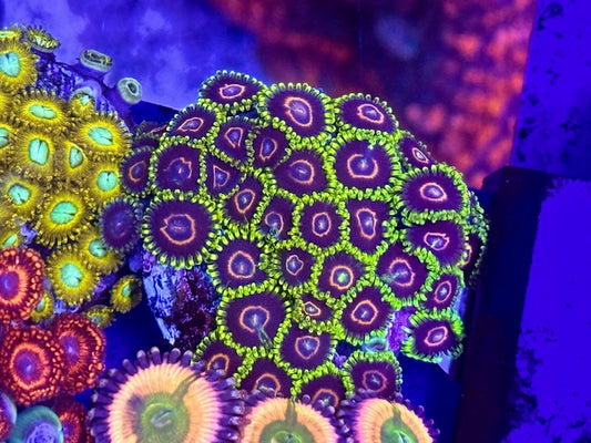 JF Purple Hearts Zoa