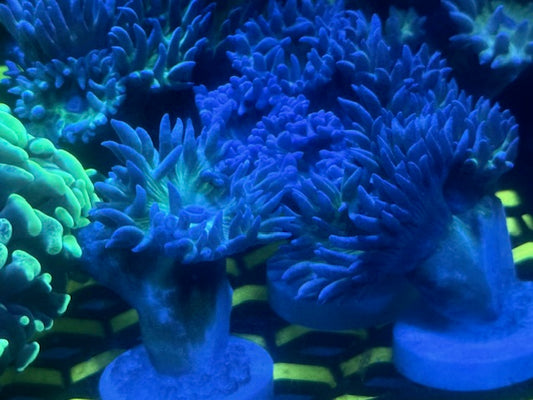 Purple and Green Duncans