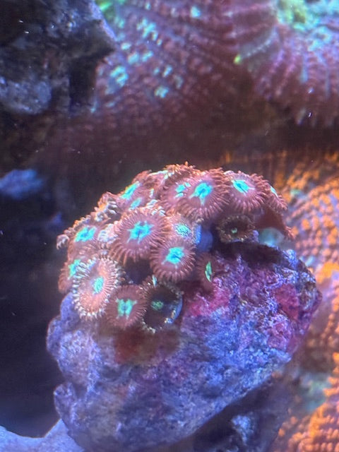 Red Hot Chili Peppers Zoas