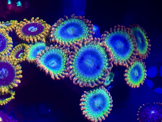 Rainbow Rhino Zoa