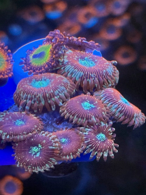 Salted Agave Zoas