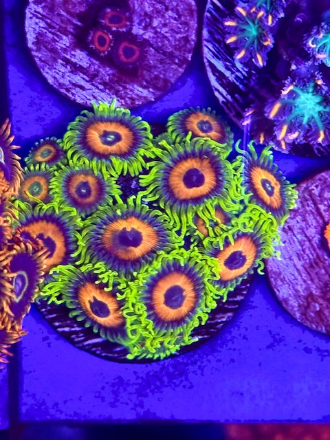Sunflower Lashes Zoas