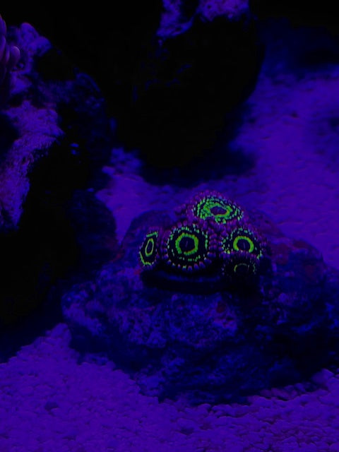 Stratosphere Zoas