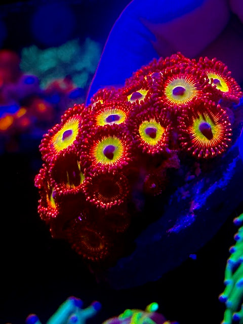 Bowser Zoanthids/Palys