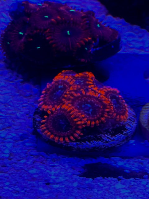 Utter Chaos Zoas