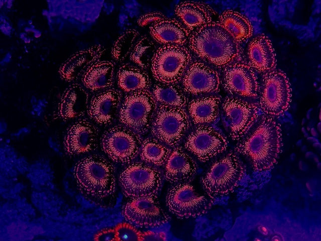 WWC Illuminati Zoas