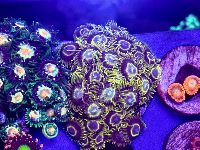 Yellow Hornets Zoas