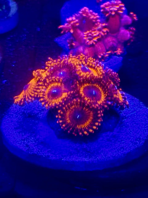 Coral Beauties Sianas