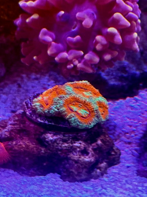 Watermelon Acan colony