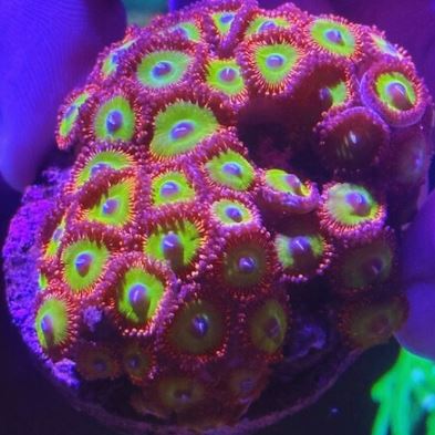 Candy Apple Red Zoa