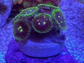 Exosphere Zoas