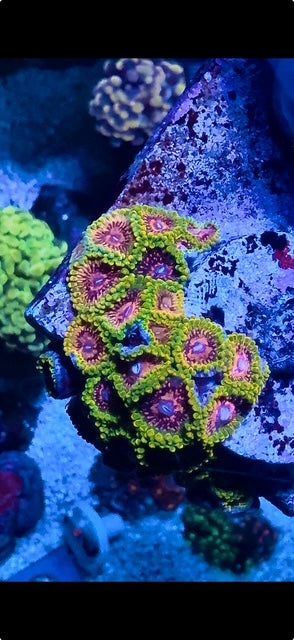 Grandmaster krak zoanthid