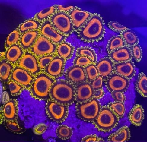 JF Jungle Juice Zoa