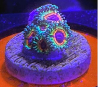 Little Shop of Horrors Zoanthids