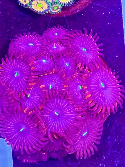 People Eater Zoas