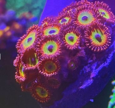 Bowser Zoanthids/Palys