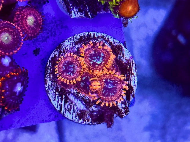 Utter Chaos Zoas